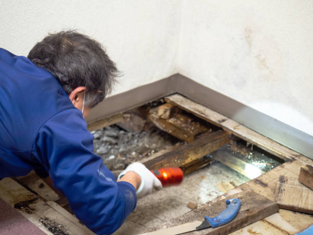 Best Certified Mold Removal  in Hackberry, TX