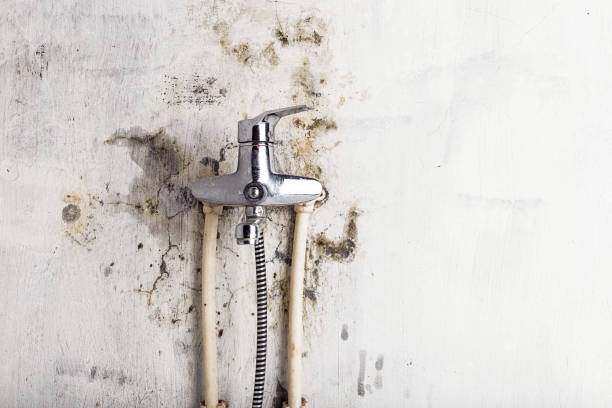 Best Certified Mold Removal  in Hackberry, TX