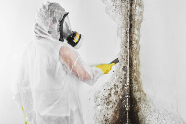 Best Professional Mold Removal  in Hackberry, TX