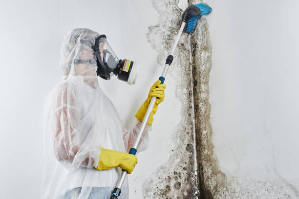 Best Mold Removal Company Near Me  in Hackberry, TX