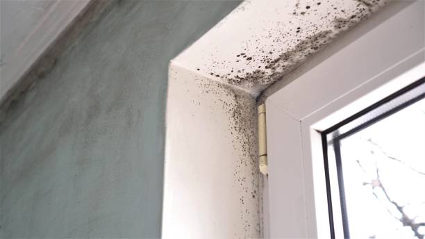 Best Residential Mold Removal  in Hackberry, TX