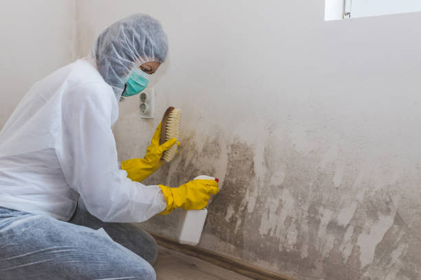 Crawl Space Mold Removal in Hackberry, TX