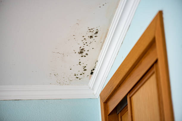 Attic Mold Removal in Hackberry, TX