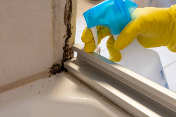 Best Mold Cleaning Services  in Hackberry, TX