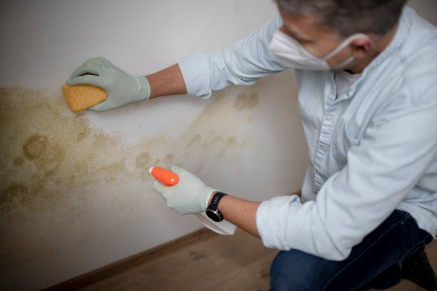 Professional Mold Removal in Hackberry, TX