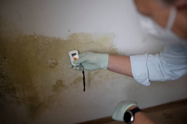Best Residential Mold Removal  in Hackberry, TX