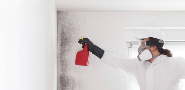 Best Local Mold Removal Service  in Hackberry, TX