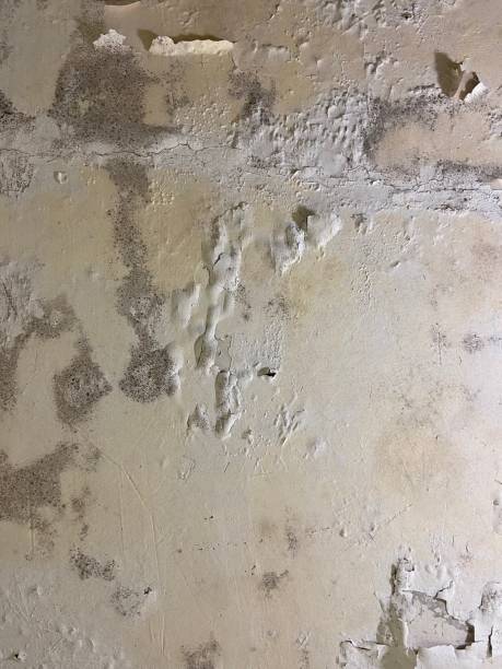 Certified Mold Removal in Hackberry, TX