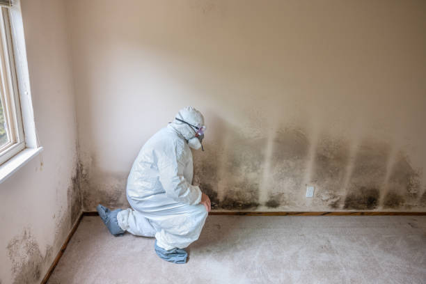 Best Fast Mold Removal  in Hackberry, TX