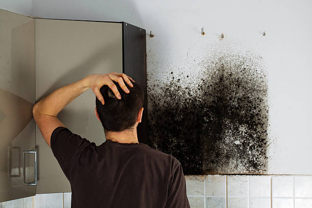 Best Mold Removal and Inspection  in Hackberry, TX