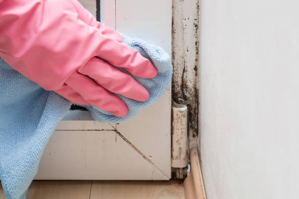 Best Best Mold Removal Companies  in Hackberry, TX