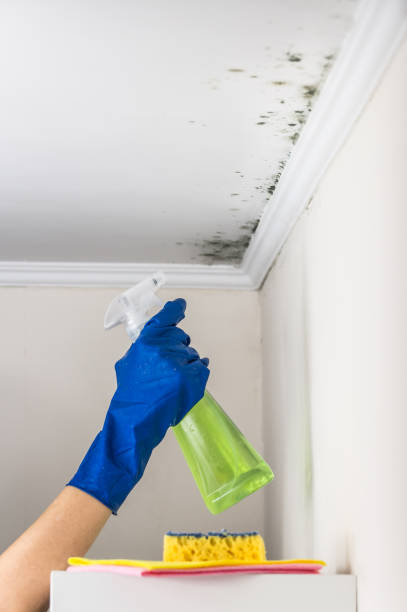 Best Mold Remediation Services  in Hackberry, TX