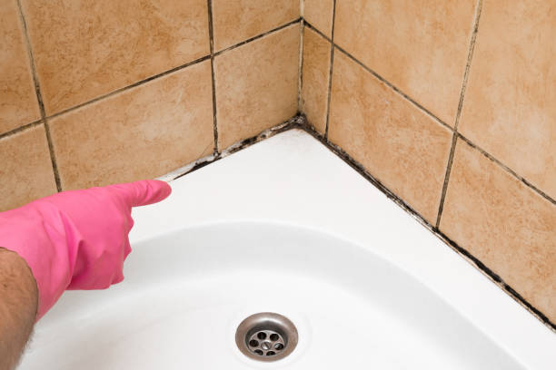 Best Commercial Mold Removal  in Hackberry, TX