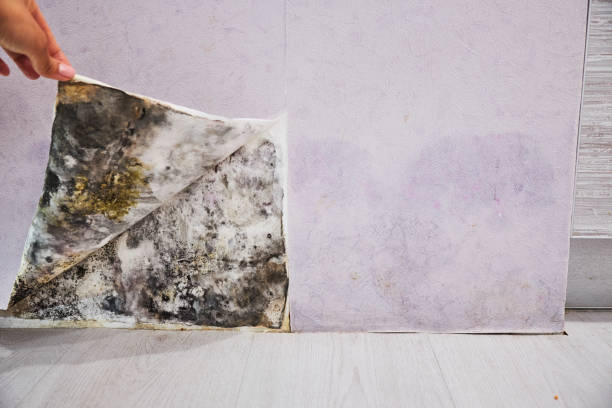 Best Mold Remediation  in Hackberry, TX